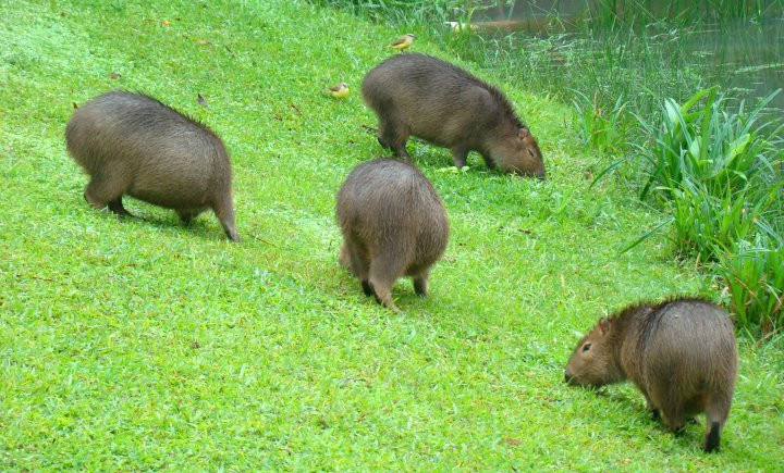 21 ideias de Capivaras  capivaras, capivara, fotos de capivara