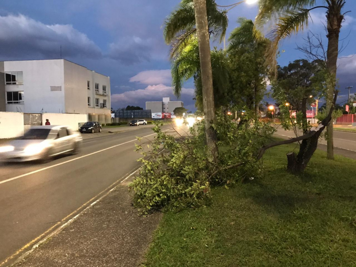 Queda de árvore foi registrada na Avenida Centenário / Fotos: Guilherme Nuernberg