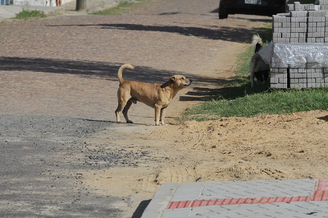 Foto: Daniel Burigo / A Tribuna / Arquivo