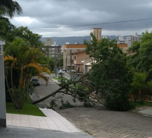 Queda de árvore na rua Otto Leopoldo, no Jardim Angélica em Criciúma / Foto: Divulgação