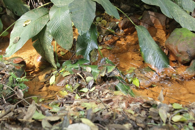 Perto da nascente, o rio tem água limpa / Foto: Guilherme Hahn / A Tribuna / Especial