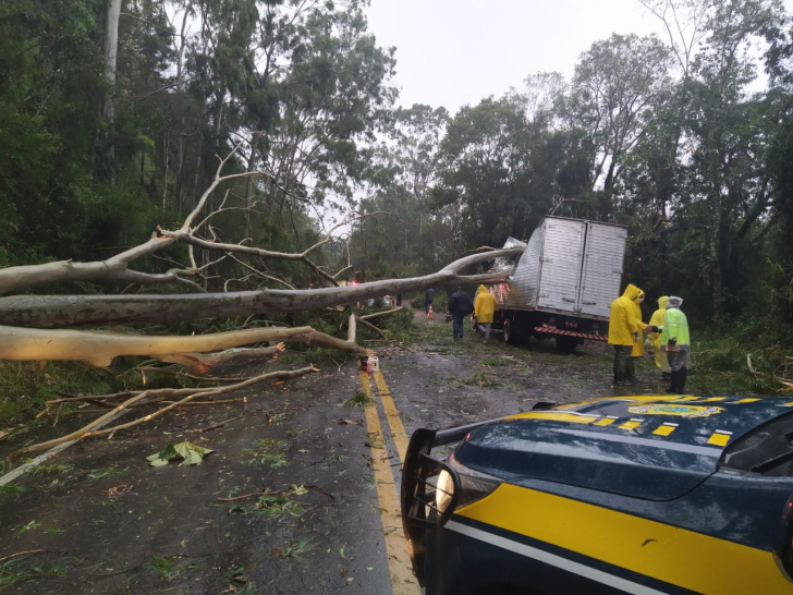 Uma das ocorrências de queda de árvore em rodovia federal do oeste catarinense / Divulgação