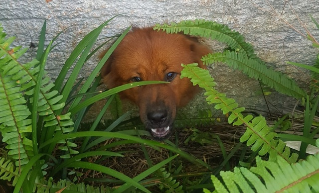 Muitas vezes, os cães impedem o acesso dos leituristas aos hidrômetros / Foto: SAMAE / Divulgação