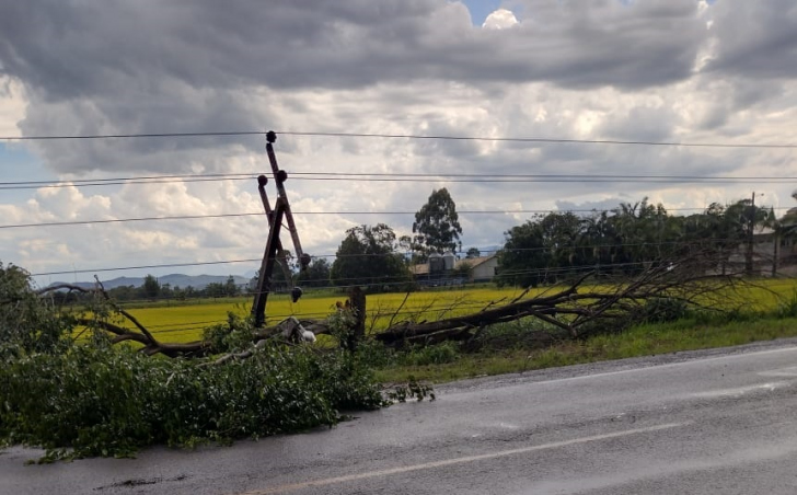 Árvores derrubaram fios na SC-285, entre Turvo e Ermo / Foto: Divulgação