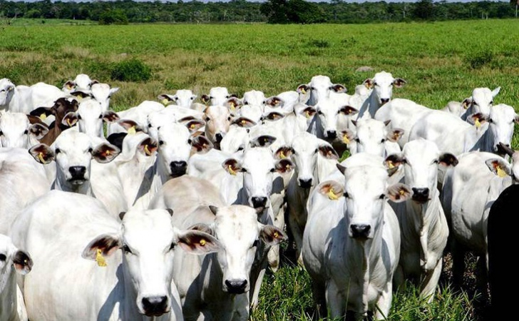 Foto: Divulgação / Agência Brasil