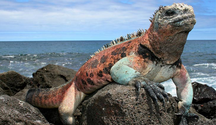 Esse é um dos animais que vive em Galápagos