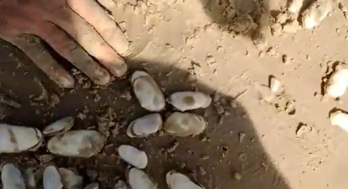 Orientação é para não consumir mariscos coletados na praia / Foto: Divulgação