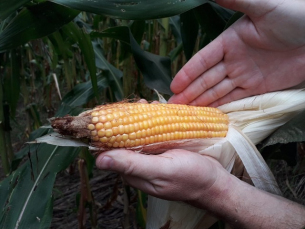 Notícia - Santa Catarina contabiliza perdas na agricultura devido à estiagem