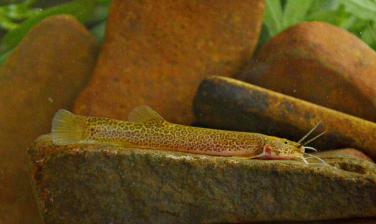 Notícia - Novas espécies de peixe são descobertas na região