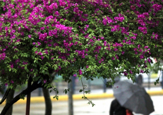 Notícia - Primavera inicia na próxima segunda e deverá ser mais chuvosa