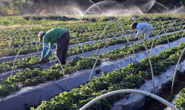 Notícia - Governo destinará R$ 200 milhões para complementação do Plano Safra