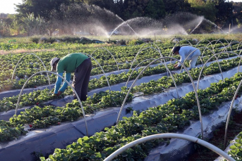 Notícia - Cresce número de agricultores com acesso ao seguro rural