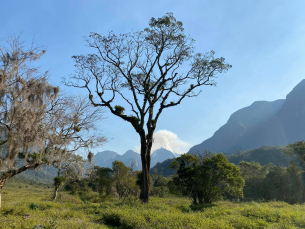 Notícia - Desde quarta-feira, incêndios são registrados no interior de Orleans 