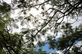 Notícia - Morro da Fumaça: Defesa Civil dá dicas para enfrentar forte calor