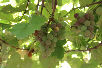 Notícia - Agricultores fumacenses investem no cultivo da uva Goethe