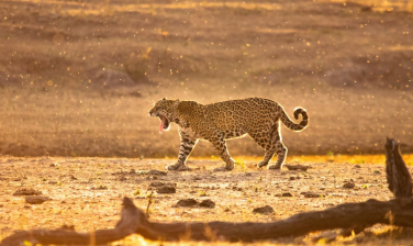 Notícia - Governo cria programa de resgate da fauna silvestre