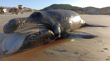 Notícia - Filhote de baleia-franca é encontrado morto em Florianópolis