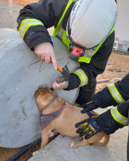 Notícia - Bombeiros voluntários resgatam cadela presa em concreto