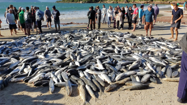 Notícia - Pescadores capturam mais de 12 mil tainhas na Praia de Cima (VÍDEO)