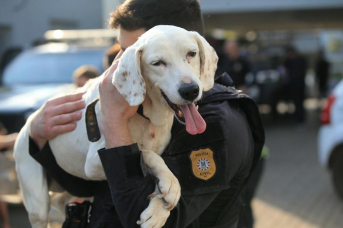 Notícia - Polícia Civil lança curso de capacitação sobre maus-tratos contra animais