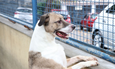 Notícia - Cães e gatos podem ter vírus da Covid-19, mas não transmitem a doença