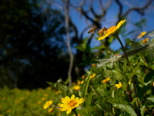 Notícia - Primavera em SC: previsão indica estação com temperaturas acima da média e chuvas mais frequentes