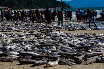 Notícia - Pesca da tainha é obrigada a ser encerrada no meio da safra