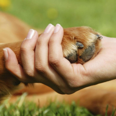 Notícia - Abandono de animais cresce durante a pandemia em Criciúma