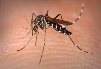 Notícia - Dive confirma duas mortes por dengue em Santa Catarina