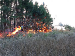 Notícia - Grande incêndio atinge área de proteção em Passo de Torres