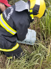 Notícia - Corpo de Bombeiros capturam porco espinho em residência