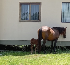 Notícia - Cavalos soltos em ruas preocupam moradores do Santo Antônio (VÍDEOS)