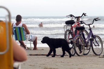 Notícia - A quantidade de cães nas praias