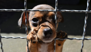 Notícia - ONG faz mutirão para castrar cães e gatos