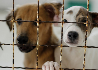 Notícia - Criciúma pode ganhar Farmácia PET solidária