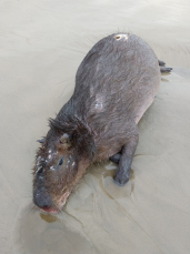 Notícia - Capivara morta a tiro no Arroio do Silva 