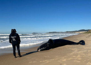 Notícia - Filhote de baleia-franca morre após não encontrar a mãe em Imbituba
