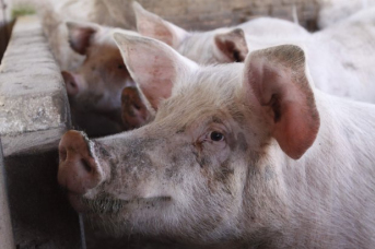 Notícia - Aumenta a exportação catarinense de carne suína