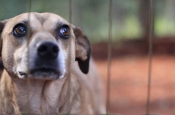 Notícia - Abril laranja: campanha traz alerta sobre maus-tratos contra os animais