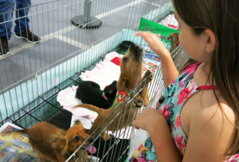 Notícia - Feira de Adoção de Animais agora será no mall do Nações Shopping 