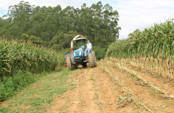 Notícia - Orleans lidera na agricultura da região carbonífera