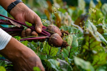 Notícia - Da agricultura familiar para o cardápio das escolas