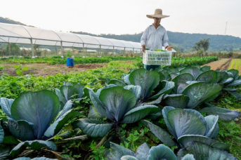 Notícia - O peso da agricultura familiar na agropecuária catarinense