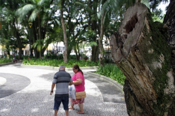 Notícia - Mudas nativas são distribuídas no Parque Altair Guidi