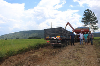 Notícia - Começa a colheita do arroz em Nova Veneza