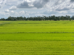 Notícia - Começa a colheita do arroz nos municípios do sul catarinense