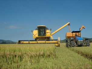 Notícia - Santa Catarina registra safra recorde de arroz; Sul é destaque no estado