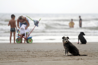 Notícia - Animais na praia e seus perigos