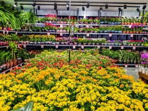 Notícia - Dia das Mães: Flores em alta para presentear ou decorar