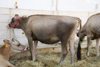 Notícia - É da casa o campeão geral de Gado Jersey Jovem na Feagro